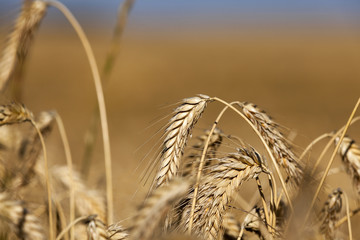 Obraz premium Field of cereal in the summer 