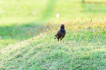 Common Myna, Indian Myna, Mynah (Acridotheres Tristis Tristis) o