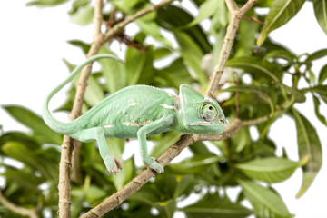 Green juvenile veiled chameleon (Chamaeleo calyptratus) walking on a branch isolate on white background