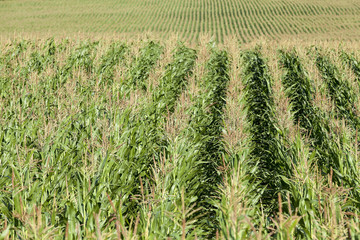 Corn field, summer  