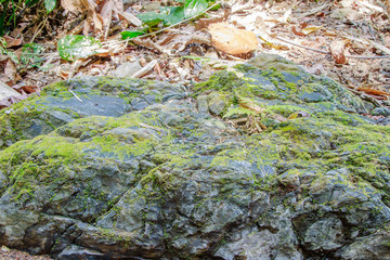 Green moss and rock