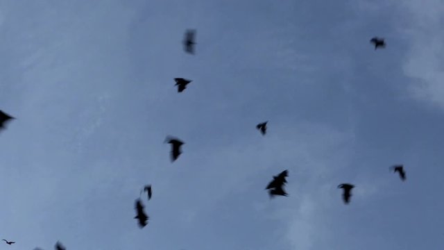 Fruit bat colony flying at dusk 