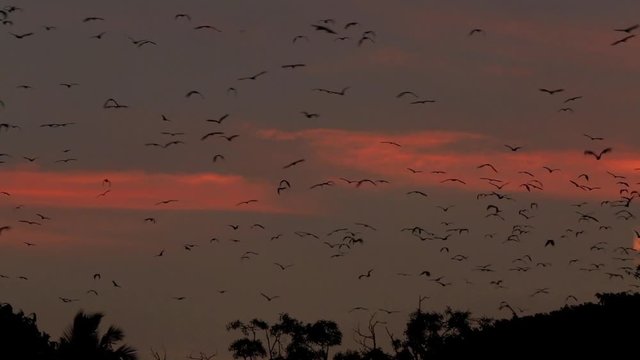 Fruit bats (flying foxes) flying departing their colony at dusk and flying against a red sky