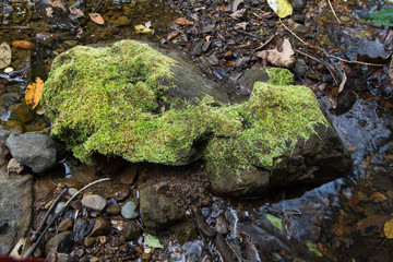 Green moss and rock