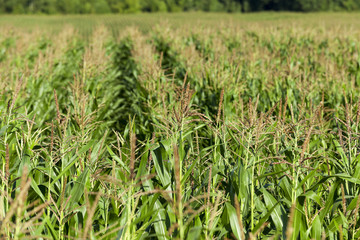 Fototapeta premium corn field, agriculture 
