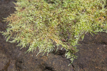 Green moss and rock