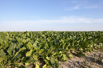 field with beetroot  