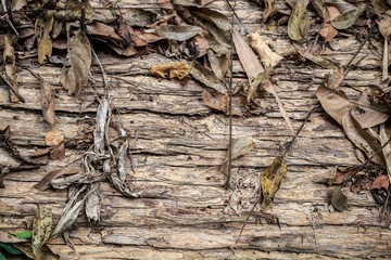 Old wood cracked texture and background.