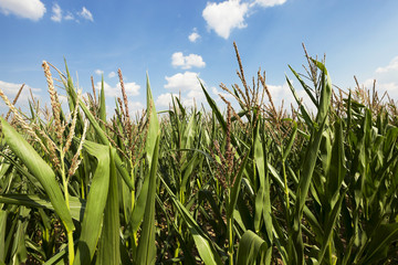 Fototapeta premium corn field, agriculture 