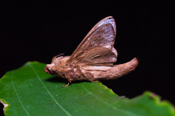 Paralebeda plagifera moth on green leaf