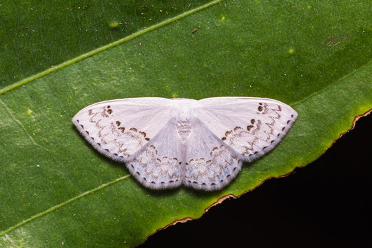 Teldenia specca moth on green leaf