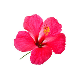 The hibiscus, isolated on white background