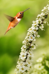Rufous Hummingbird over green bluer background