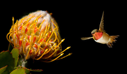 Fototapeta na wymiar Tropical flower with Ruby-throated Hummingbird over black backgr
