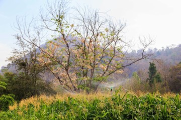 Sprinkler is work at corn field