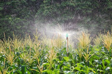 Sprinkler is work at corn field © thirathat