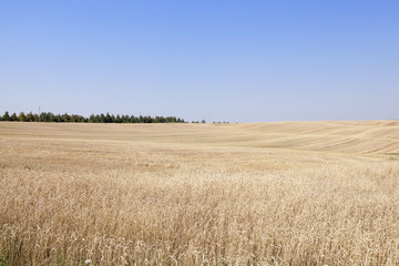 Agricultural field with wheat  