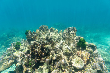 coral reef in the sea for undewater view
