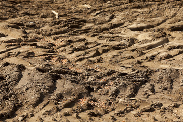 lying on the ground grain  