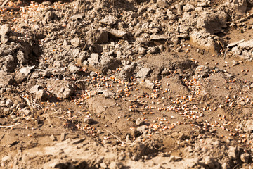 sowing wheat , spring