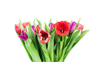 Tulips on white background