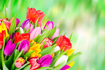 Bouquet of tulips on green background