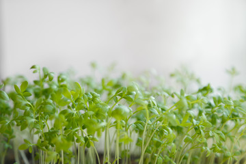 Fresh watercress sprouts on windowsill. Selective focus