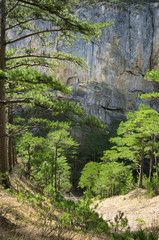 Pine forest and rock