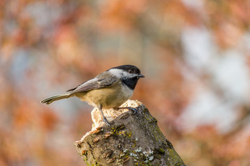 Carolina Chickadee on a perch in spring