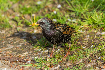 European Starling, Sturnus vulgaris, dark bird 