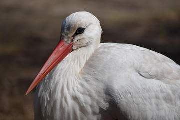 Storch Kopf