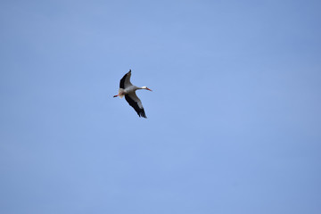 Storch fliegt am blauen Himmel