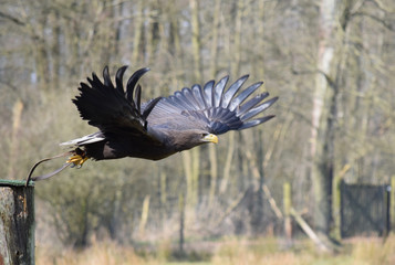 Seeadler im Flug 