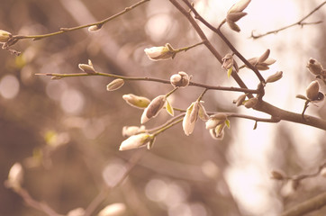 Spring branch of a tree with small buds. Springtime background. Close up