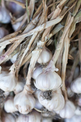 Fresh garlic