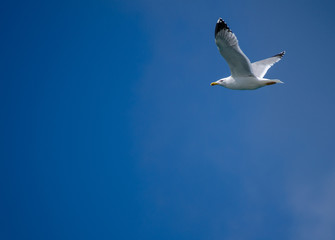 The seagull flying on a background of the dark blue sky