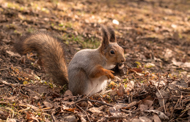 Naklejka na ściany i meble Squirrel with bushy tail keeps paws bone. Close-up.