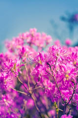 Pink flowers of a rhododendron