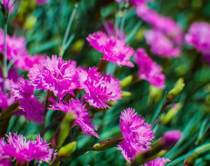 Wild Carnation flowers field in a sunny day with selective focus