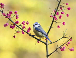 Blue Tit on the Spindle tree in November
