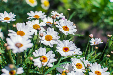 White chamomile flowers growing on meadow