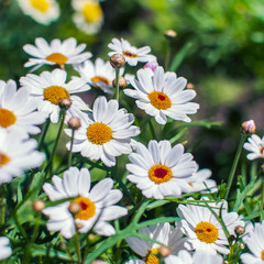 White chamomile flowers growing on meadow