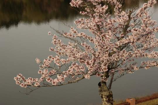 桜の花