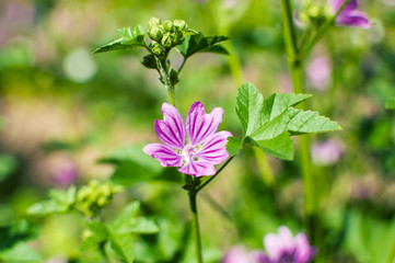 View close up of the wild flower of a Mallow with natural background. Malva Silvestris