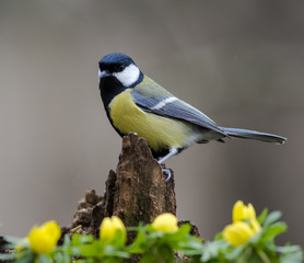 Great Tit in springtime 
