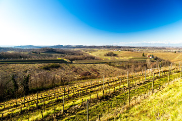 Fototapeta premium Vineyard in late winter