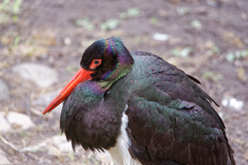 Black Stork