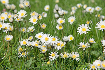 Gänseblümchen, Bellis perennis, Daisy © M. Schuppich