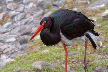 Black Stork