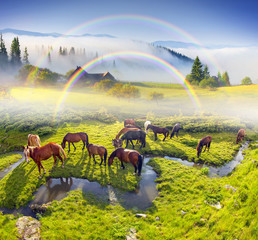 Horses have crooked creek